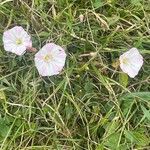 Convolvulus arvensis Habit