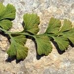 Asplenium lepidum ഇല