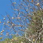 Aesculus californica Fruit