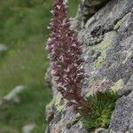 Saxifraga florulenta Habitus