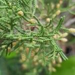 Juniperus phoenicea Yaprak