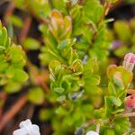 Vaccinium macrocarpon ᱥᱟᱠᱟᱢ