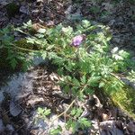 Phacelia bipinnatifida Hábitos