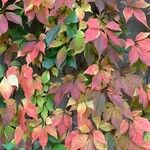 Parthenocissus quinquefoliaЛіст