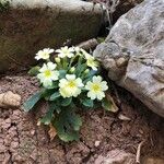 Primula vulgaris Blad