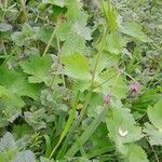 Geranium phaeum Habit