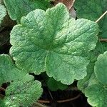 Tellima grandiflora Deilen