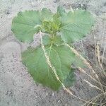 Acanthospermum hispidum Leaf