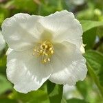 Philadelphus coronarius Blomma