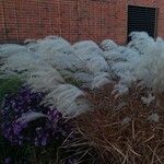 Miscanthus sacchariflorus Fruit