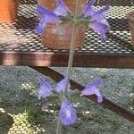 Salvia interrupta Flor