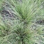 Festuca filiformis Hoja