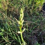 Albuca abyssinica Kwiat