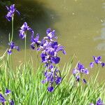Iris versicolor Blomma