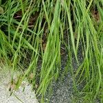 Carex granularis Levél