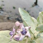 Calotropis gigantea Квітка