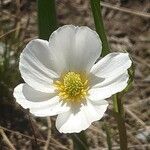 Ranunculus kuepferi Flower