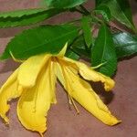 Erblichia odorata Λουλούδι