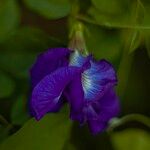 Clitoria ternatea Flor