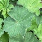 Alchemilla mollisLiść