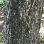 Schinus terebinthifolius Kůra
