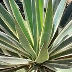 Agave vivipara 葉