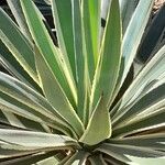 Agave vivipara Leaf