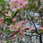 Malus coronaria Blomst