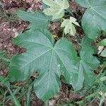 Sterculia apetala Leaf