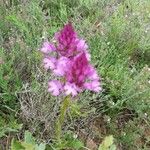 Anacamptis pyramidalisÇiçek