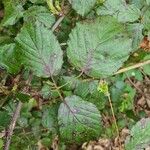 Rubus macrophyllus Blad