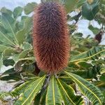 Banksia robur फूल