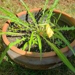 Oenothera triloba Blomst