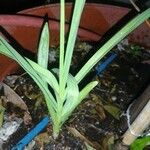 Allium sativum List