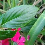 Impatiens walleriana Leht