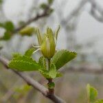 Grewia tenax Flor