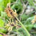 Carex montana Kwiat