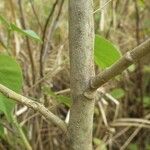 Abutilon exstipulare Bark