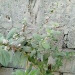 Lippia alba Foglia