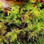 Myriophyllum verticillatum Leaf