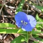 Commelina madagascarica