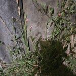 Oenothera rosea Листок
