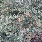 Prosopis pubescens Hábito