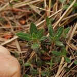 Utricularia minor Leaf