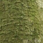 Pachira dolichocalyx Bark