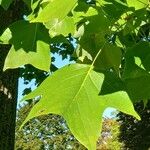 Liriodendron chinense Folha