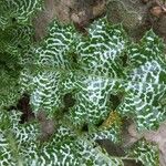 Silybum marianum List