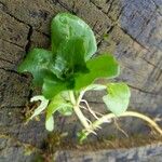 Veronica beccabunga Plante entière