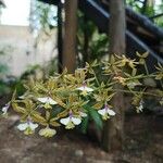 Epidendrum stamfordianum Kvet