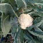 Brassica oleraceaПлод